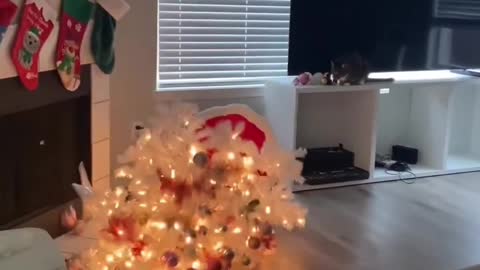 Cats VS Chrismas tree 🎄