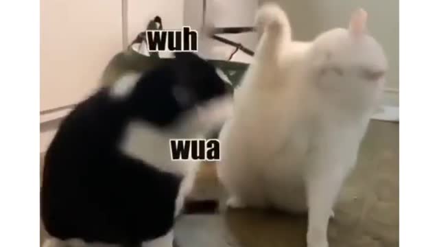 Cat funny video part-86