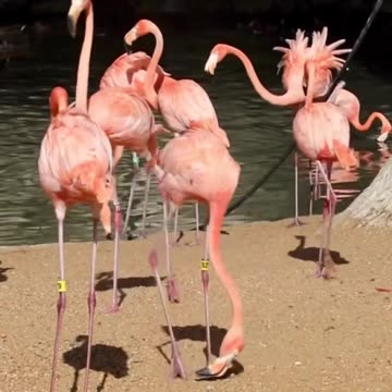 The flamingo crew aerobics