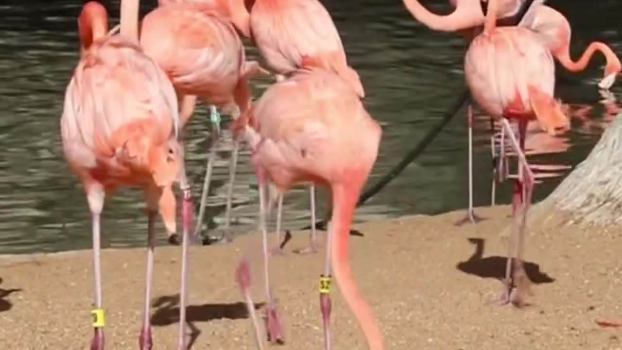 The flamingo crew aerobics