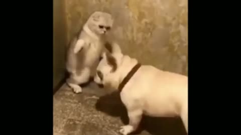 Cat and dog fighting video, angry animal 😤