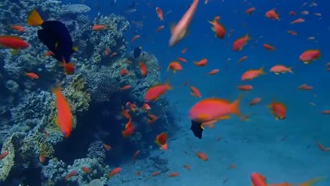 The most beautiful underwater world