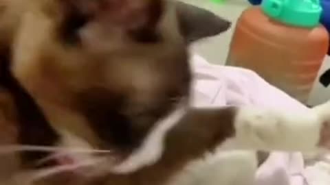 #othercatvsmycat🤣🤣