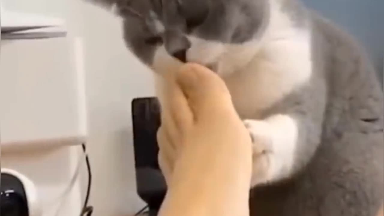 New Funny Videos 2023 😍 Cutest Cats and Dogs 🐱🐶 Part 1