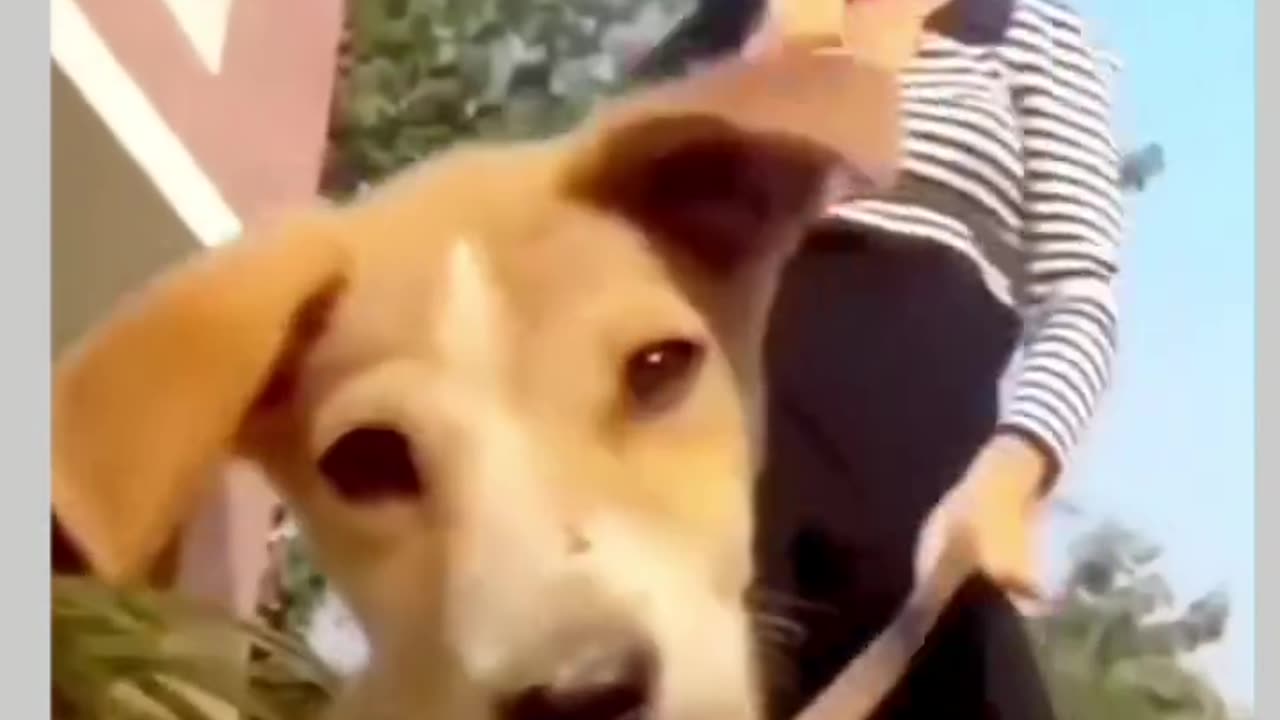 Funny moments with my dog #16