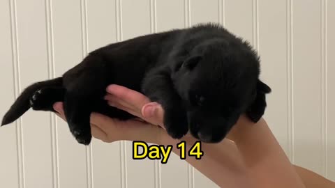 Black German Shepherd Puppy GROWING from Day 1 to Day 47... AMAZING!!!