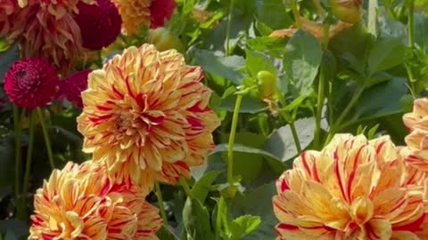 Garden dahlia therapy