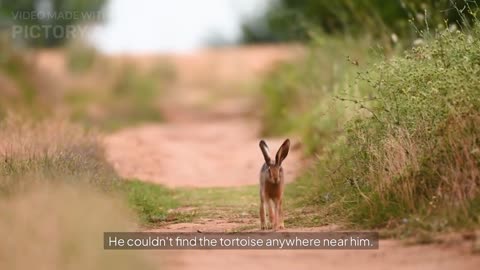 The tortoise and the hare