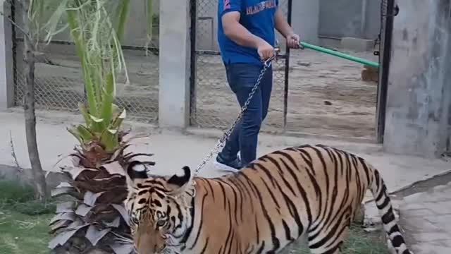 Tiger Attack Man