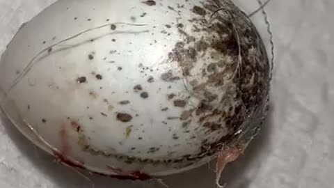 Strange black fibers crawling out of wild bird egg after killing the embryo
