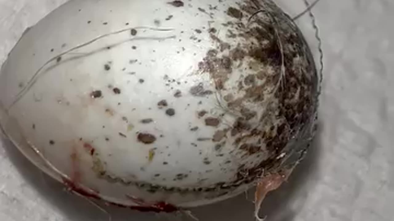 Strange black fibers crawling out of wild bird egg after killing the embryo