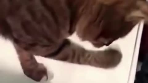 Funny cat