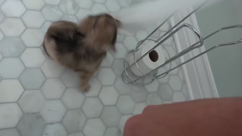 Daphne the Cute Dachshund Puppy LOVES Toilet Paper!