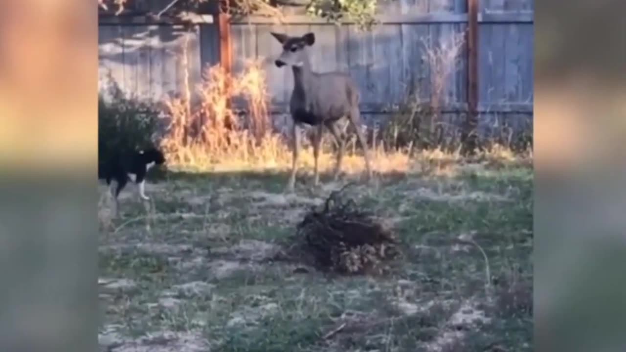 Funny Animal Videos - Best Dogs And Cats Videos