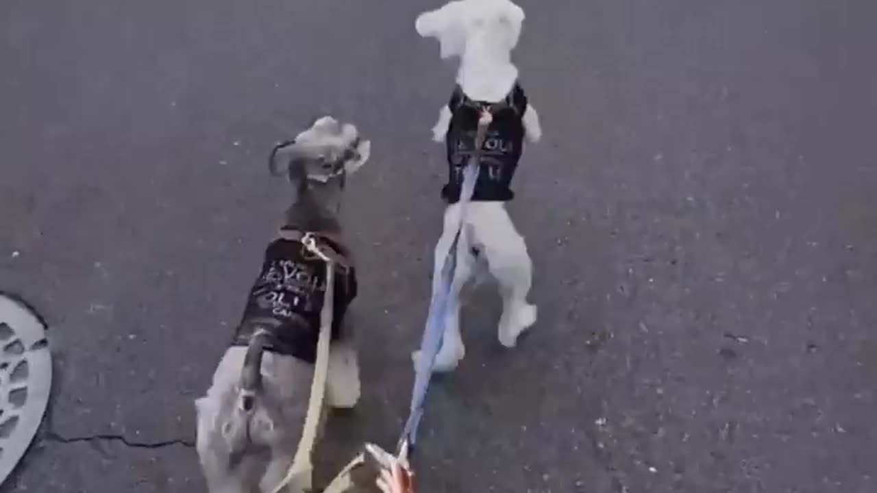 The funniest vidios of animals