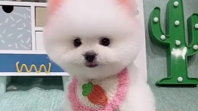 Baby Dogs - Cute and Funny Dog Videos Compilation