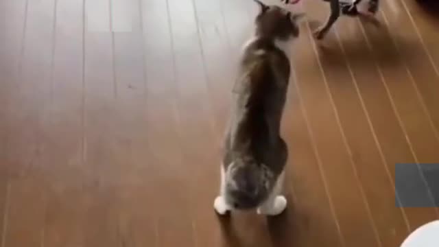 Funny Cat Videos That Are IMPOSSIBLE Not To Laugh At 😂