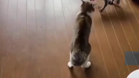 Funny Cat Videos That Are IMPOSSIBLE Not To Laugh At 😂