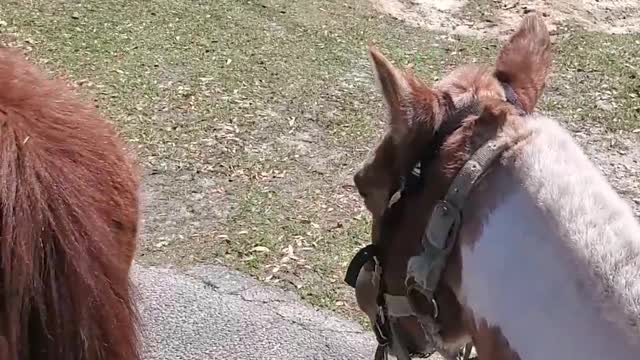 School Pickup on Horseback