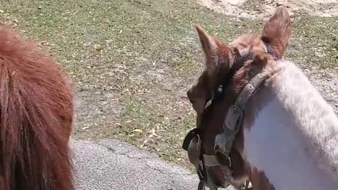 School Pickup on Horseback