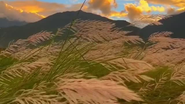 #autumn #wind #missyou #sky #sunset #foryou #beauty #tiktok #scenery