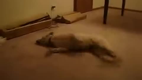 The Sleep Walking Dog