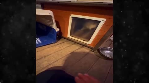 Fresh Funny Videos 2024 😍 Adorable Dogs and Cats 🐱🐶
