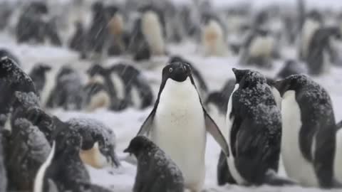 Adélie penguin mating call