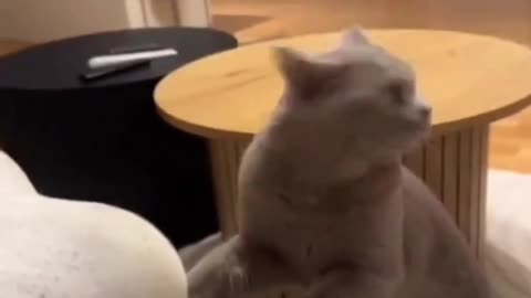 Funny cat & dong 🐈