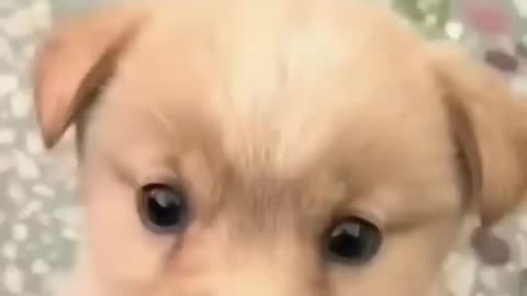 Cute Puppy Barking