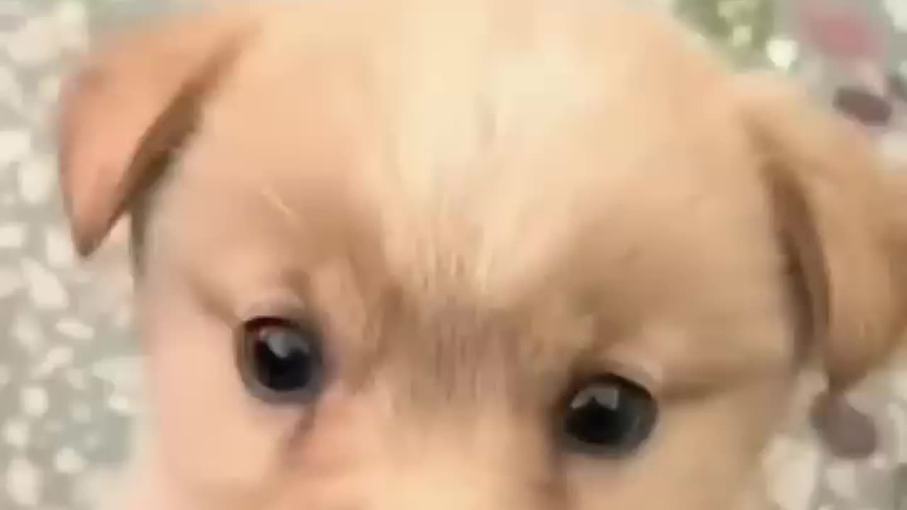 Cute Puppy Barking