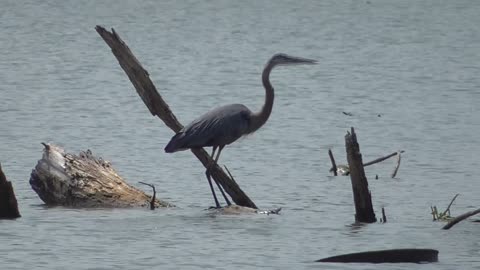 175 Toussaint Wildlife - Oak Harbor Ohio - Please Enjoy A Little More