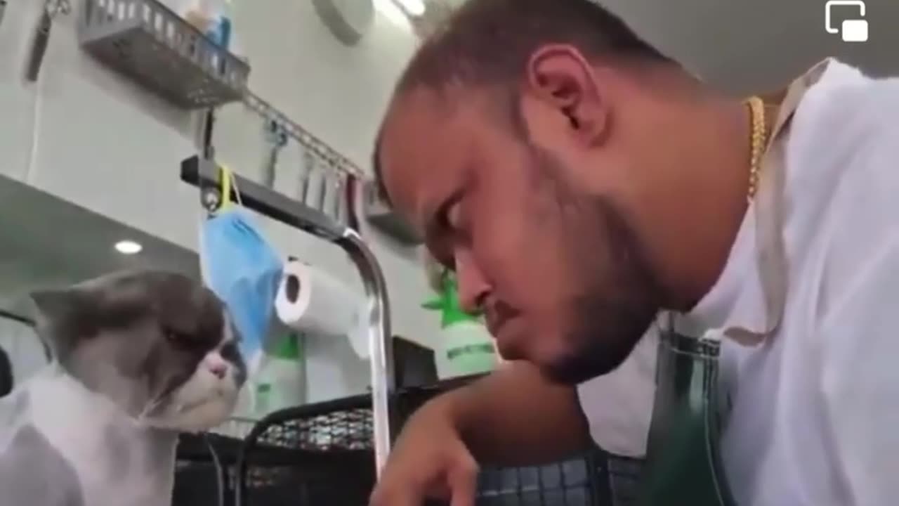 Funny Angry Cat hair cut.