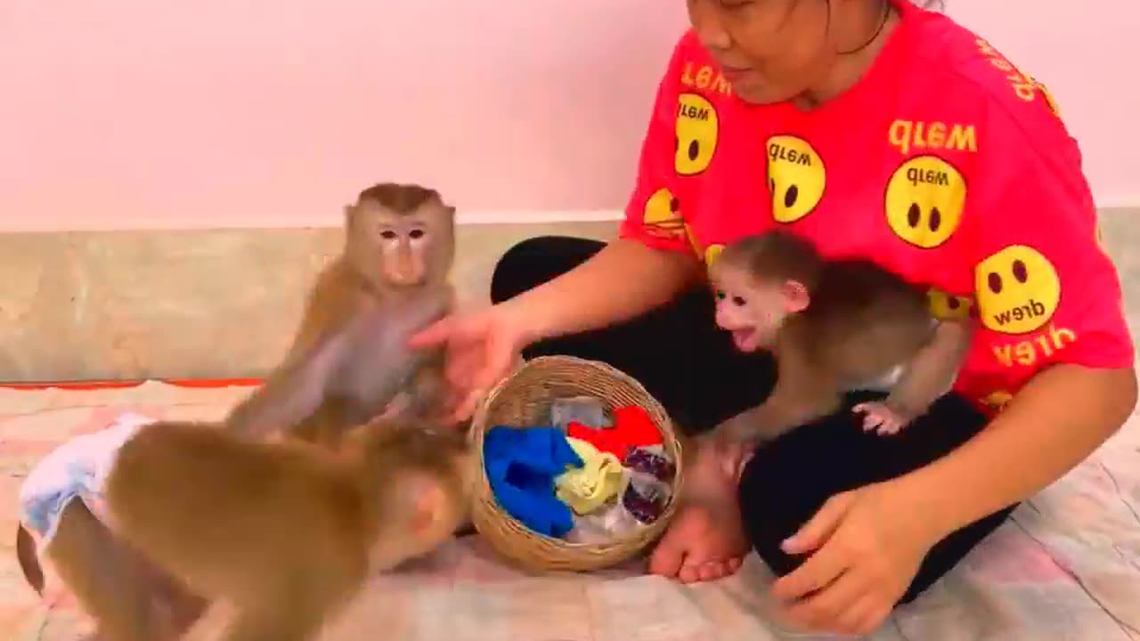 They are Clever and Lovely #monkeys #pets #animals #funny #19