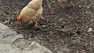 OMC! Chillin chickens - Whitey sips cool drink while the flock do its thang! #chill #chicken #shorts