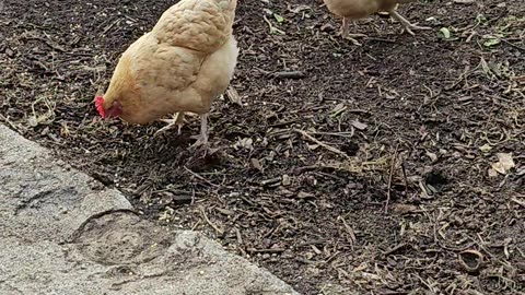 OMC! Chillin chickens - Whitey sips cool drink while the flock do its thang! #chill #chicken #shorts