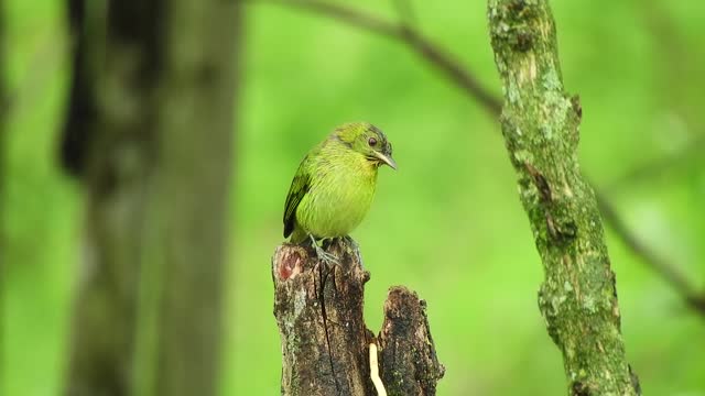 Beautiful green bird