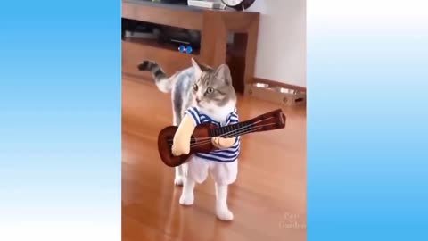 Top Funny Cat Video