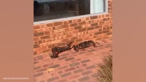 The funniest unexpected DOG MOMENTS on earth! 😁 NEW Funny Dog Videos 2024 🐶