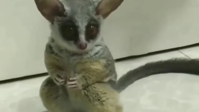 Cute Bush Baby Moving His Little Ear