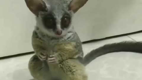 Cute Bush Baby Moving His Little Ear