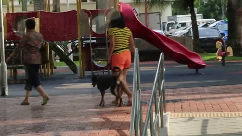 Bring dog for a early morning walk. Toa Payoh.mp4