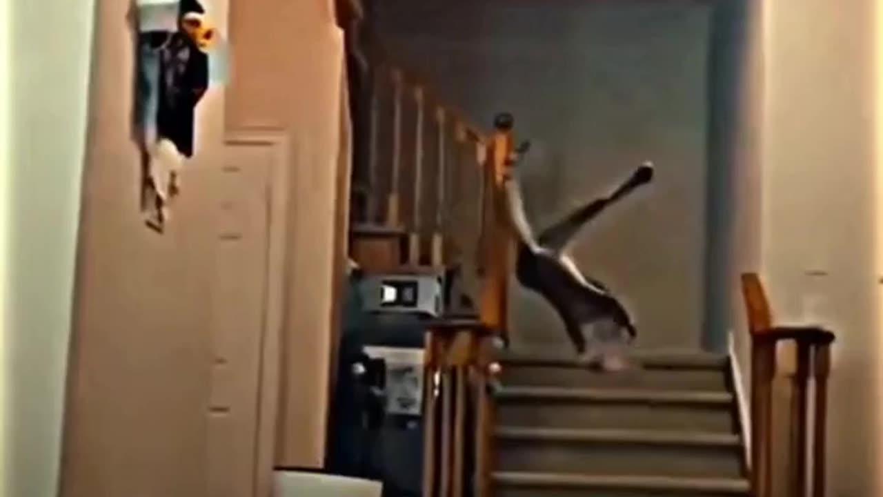 Cat funny cat 2023