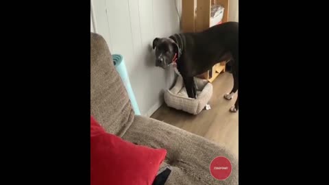 Funny Dogs 2