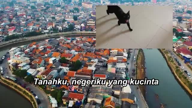 Indonesian National Anthem Cover - Cats Sing Indonesia Raya