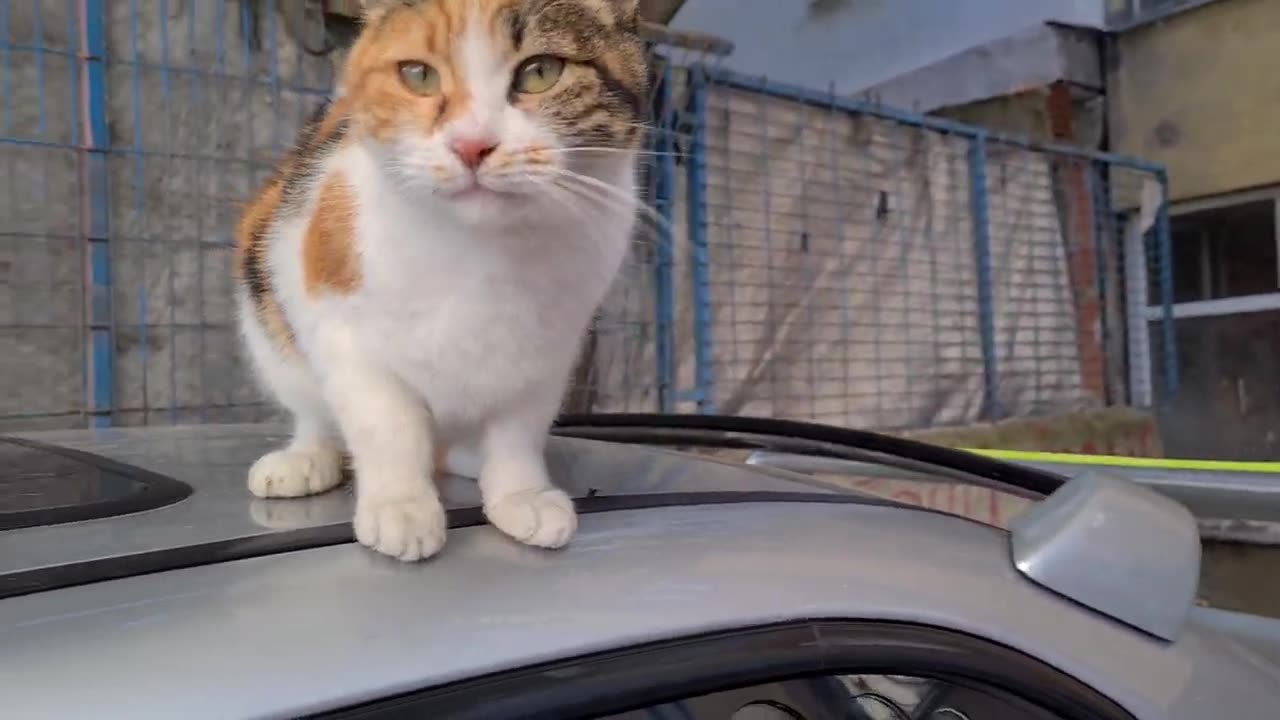 Very friendly and adorable stray cats