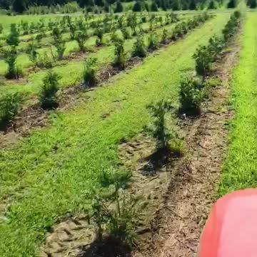 Each year we plant over 10,000 trees on our tree far