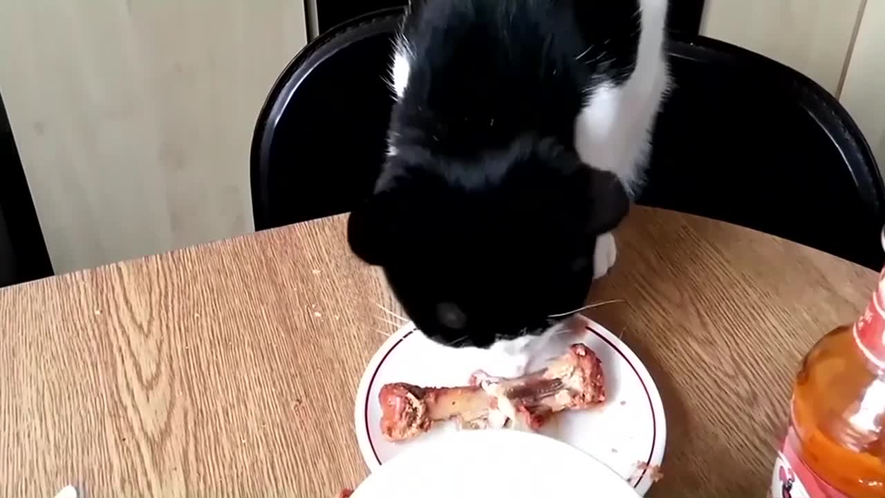 Funny & Cute Cat Compilation Video