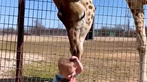 Cute Giraffe Gives Baby Smooches