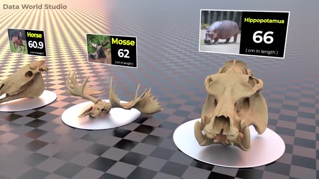 Comparison of skull sizes, including the largest skull